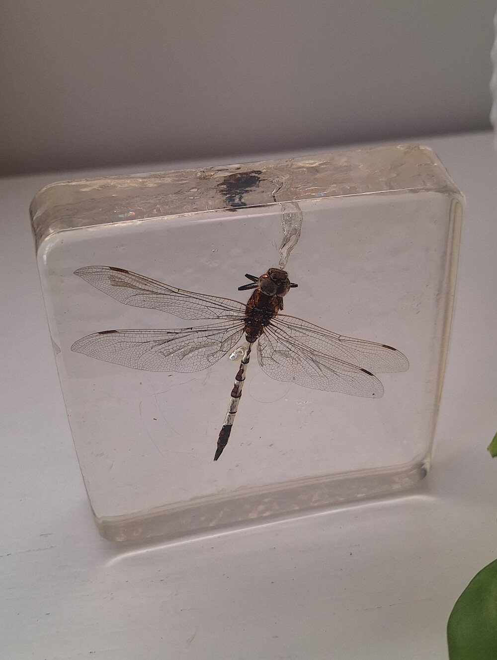 Real Dragonfly in Resin Specimen Bug Preserved Taxidermy Paperweight